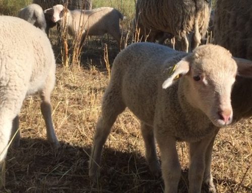 Sächsische Existenzgründer im Blick: regionale Schafwolle und OmniMover